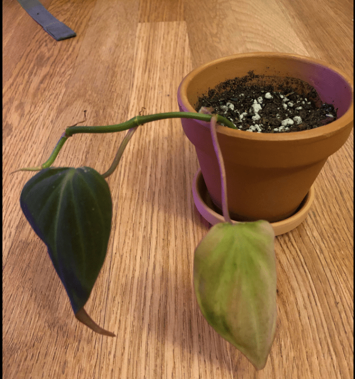 philodendron micans yellow drooping leaves and leggy stems